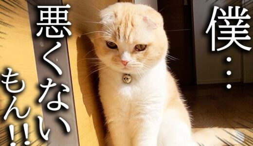 網戸に登ろうとした猫が犬に怒られこうなりました...