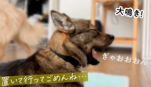 犬のお留守番ウォッチングしてみたら…びっくりするほど大鳴きしていました…