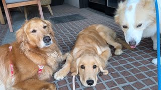 ママ犬と勘違いをして片時も離れようとしない子犬が可愛すぎた…【ボーダーコリー・ゴールデンレトリバー】