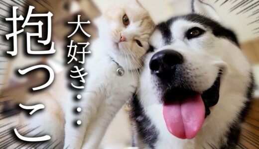 体調を崩した犬が元気になり嬉しすぎて猫がこうなりました...