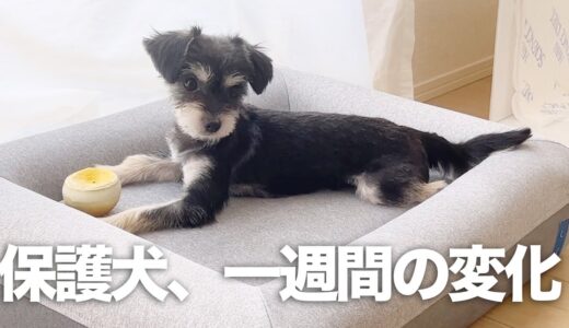 保護犬あめ君、一週間目の変化。