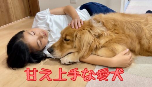 体は大きいのに、ちっちゃくなって甘える大型犬クッキー【ゴールデンレトリバーとミニチュアダックスフンド】