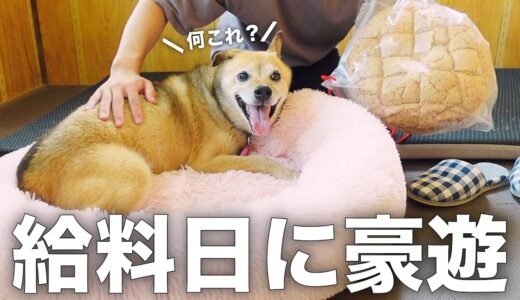 雑種犬コロちゃんと家族に道の駅常総でご褒美をあげる1日がこちらです。