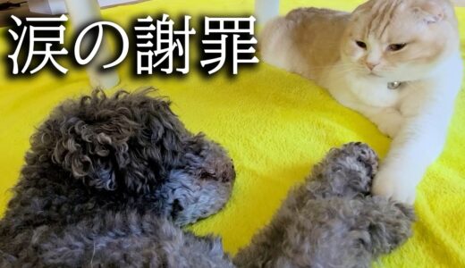 喧嘩になり謝りに行ったら犬に無視され猫がこうなっちゃいました