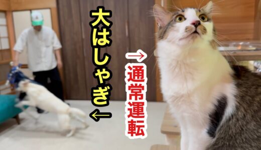 大好きな友人が泊まりきて大はしゃぎな犬のベルさん、にぎやかな数日