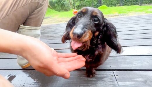 今日のエサが美味しすぎて笑顔になった犬