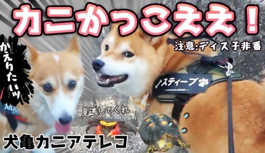 【犬カニ亀アテレコ】カニに興味がありまくる柴犬