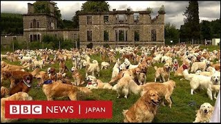 ゴールデン・レトリーバーが101匹……以上　犬種誕生の地スコットランドに集結