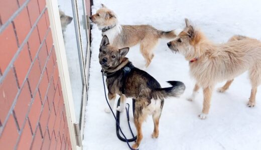 お友だちが出てくるのを姉犬と一緒に待ってみるチャーリーとの生活246日②