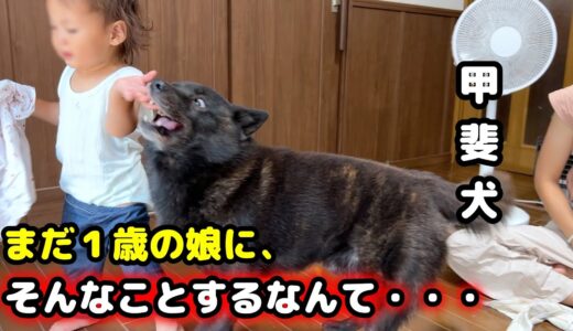 愛犬が娘に、とうとうやりました・・・【甲斐犬一休と猫のしずく】