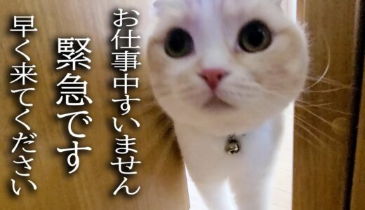 猫がニャーニャー騒ぐのでついて行ってみると衝撃的なことが...