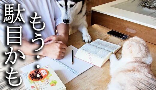 猫と犬を無視して試験勉強を続けてたらこうなった…笑