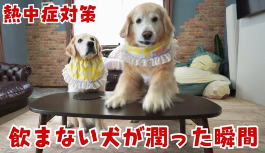 【熱中症対策】水をあまり飲まない妹犬にヤギミルク増量したら放心状態になりました