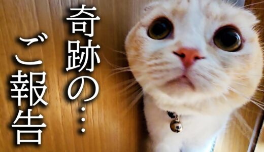 猫が徹夜で看病したら奇跡が起きました…