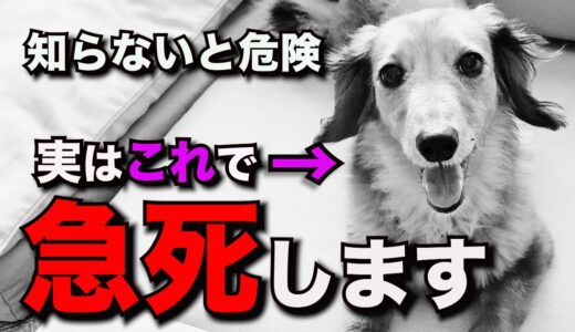 【知らないとヤバい】99%の飼い主が知らない犬が急死してしまう出来事