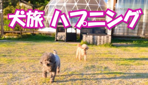 犬との旅中のハプニングの数々がこちらです