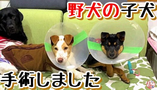 【子猫　保護犬 野犬】野犬の子犬、無事避妊手術終わりました