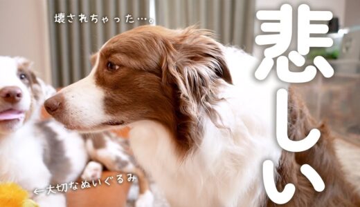 子犬に大切なぬいぐるみを壊されてしまい今にも泣き出しそうな先住犬が切ない・・・(泣)