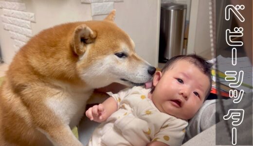 生後1ヶ月の赤ちゃんが泣き止む柴犬・豆柴流の育児方法