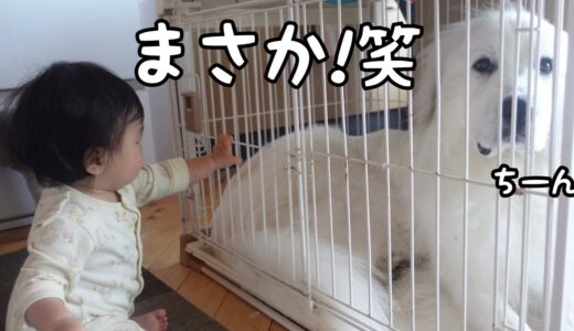 【まさか！】なんと妹が超大型犬をケージの中に閉じ込めちゃいましたw｜グレートピレニーズ