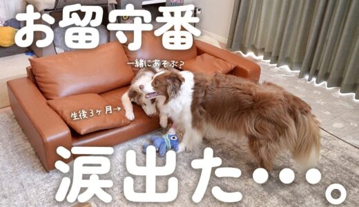 先住犬が寂しくて泣いている子犬を見てとった行動に涙腺崩壊しました・・・。【お留守番隠し撮り】