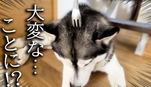 フォークで撫でるとバタバタ眠るらしいので猫と犬に試した結果こうなった