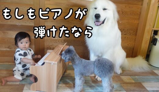 【祝！】妹が初めてピアノを弾いたら超大型犬の反応が可愛すぎましたw｜グレートピレニーズ