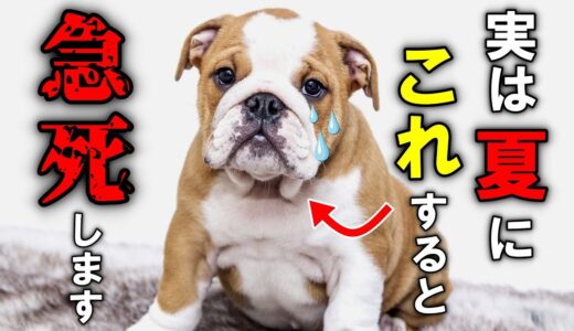 犬が熱中症で命を落とす前に知っておいてほしいこと7選