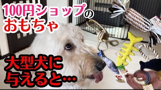 「100円ショップの犬用おもちゃ」大型犬に与えるとこうなります…