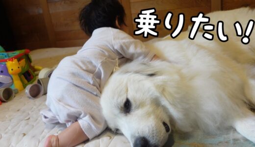 【ついにw】妹が顔の上に乗ってきても全く怒らない超大型犬が優しすぎた｜グレートピレニーズ