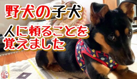 【子猫　保護犬 野犬】野犬の子犬、寂しくて人に頼ることを覚えました