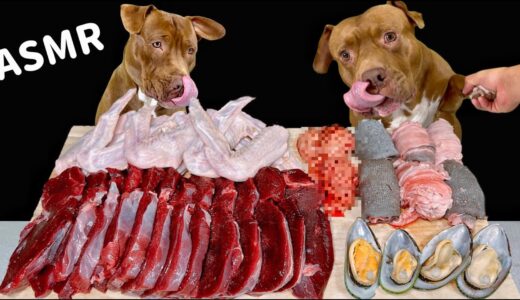 【犬のASMR】最高のご馳走をバクバク食べるピットブルが可愛すぎる