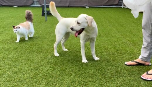 夏の遊び場準備に付き合う犬と猫（落ち葉拾い）