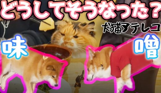 【犬猫アテレコ】うまくいかない犬と猫の日常