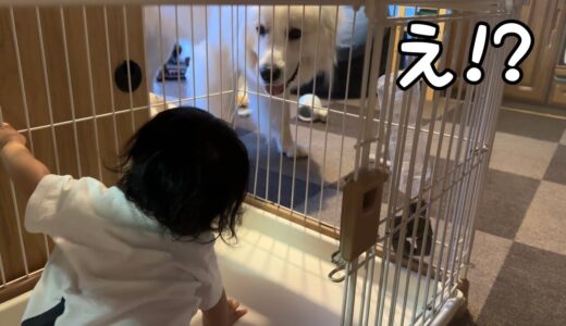 【爆笑】帰宅したら自分のケージに赤ちゃんがいた時の超大型犬の反応が・・w｜グレートピレニーズ