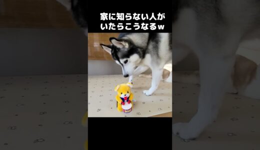 家に知らない人がいたら猫と犬がこうなった...#shorts