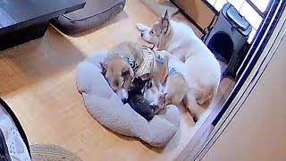 【初めて4匹でお留守番】皆んなが老犬を慕う姿を見て涙腺が崩壊しました🥹