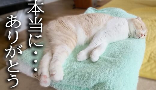 新しいタオルケットを買ったら自分の布団だと思い猫と犬がこうなってました...汗