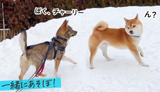 チャーリーが友達になりたい犬ができたようです＆ポテがチャーを守りたい件