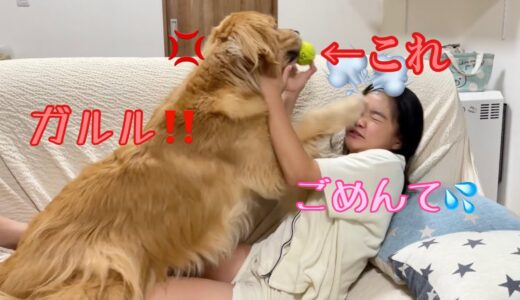 大型犬のまじギレスイッチを押してしまった娘。顔面パンチのおまけ付き【ゴールデンレトリバーとミニチュアダックスフンド】