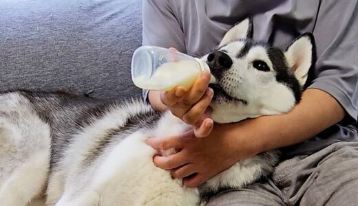 でっかい赤ちゃん犬と猫に哺乳瓶でミルクを飲ませてみたらこうなっちゃいました