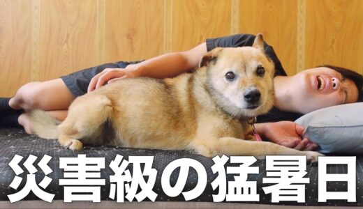 長年外飼いだった雑種犬コロちゃんが10年に一度の暑さでこうなりました