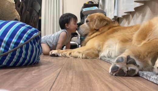 入院中のママに代わり大型犬に子守りをお願いしたらこうなりました。