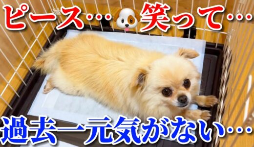 保護犬ピースとのお別れの日の様子