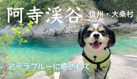 【犬と歩く信州】涼をもとてめ阿寺渓谷へ。魅惑のアテラブルーを満喫