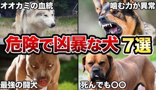 【初心者は飼うな】素人が飼うには危険な犬種7選！