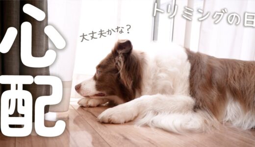 はじめて子犬と離れてた先住犬が心配そうに帰りを待っていて健気すぎました・・・【トリミングの日】