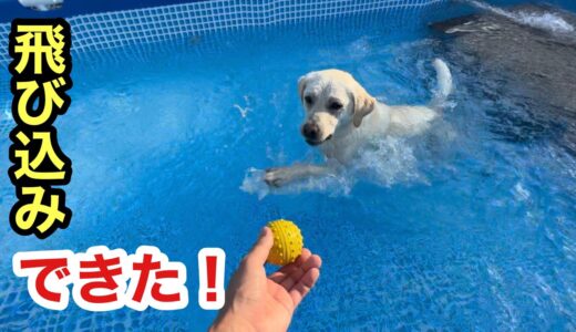 やりました！うちの犬がプール飛び込みをマスターしました！