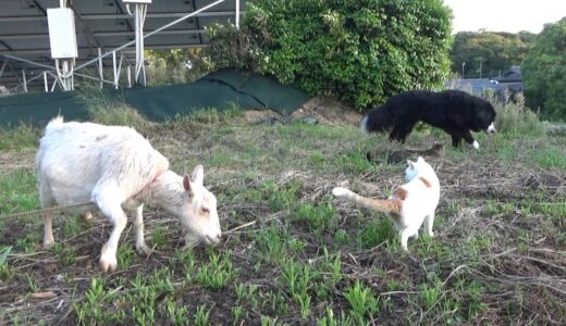 ヤギと犬と猫と人間が総出の除草作業