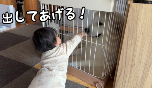 【感動】ケージに超大型犬が入れられたと勘違いした妹がとった行動が可愛い｜グレートピレニーズ